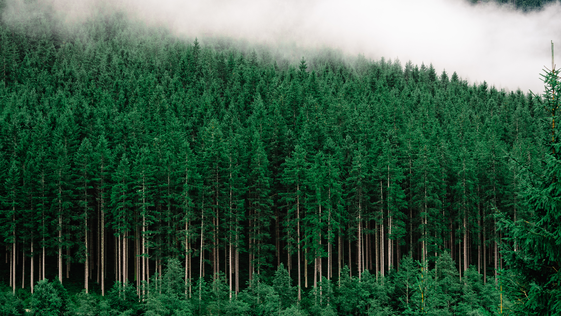 banner-What is FSC Certification and Why It Matters Today